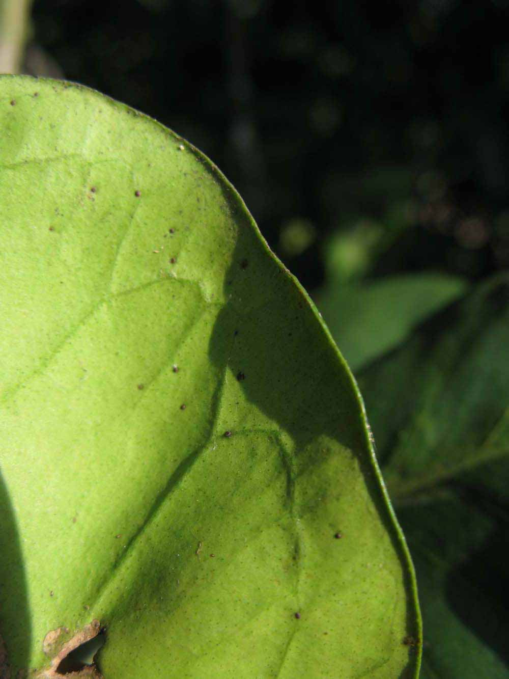              Margin (Winter Haven, FL)       